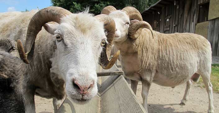 Schafe, Ochsen, Schweine - Unser liebes Vieh