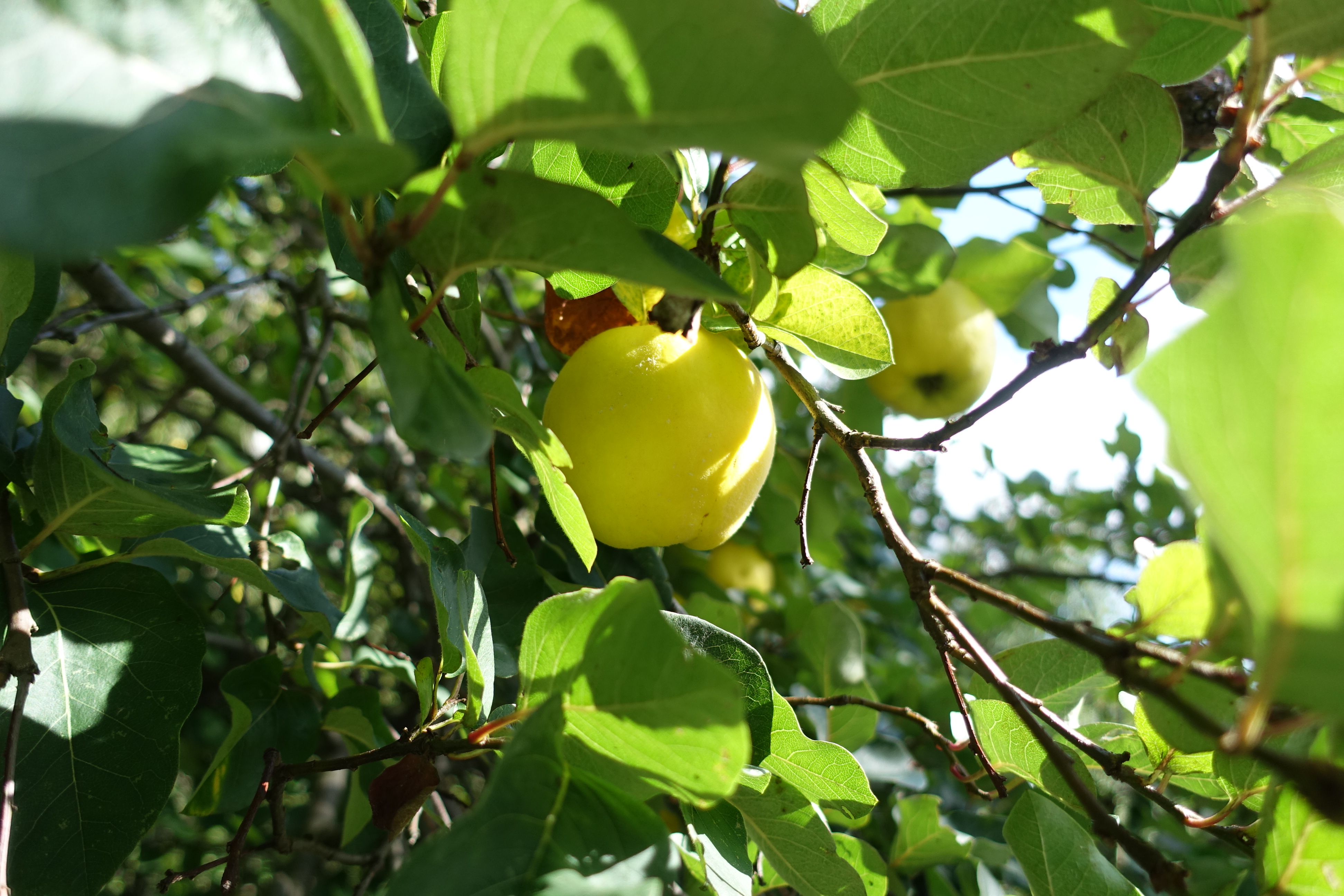 Obst, Gemüse und heilende Kräuter